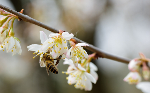 Bees collect pollen from Chrome web store to be run with OffiDocs Chromium online Bees collect pollen from Chrome web store to be run with OffiDocs Chromium online