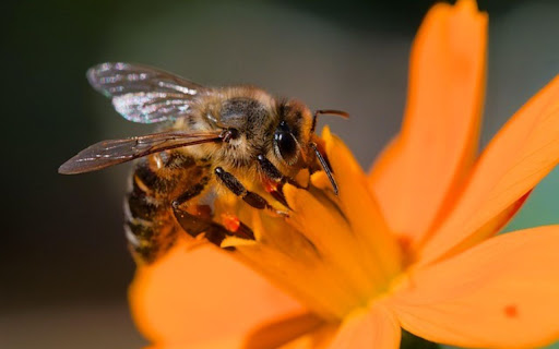 BEE Theme from Chrome web store to be run with OffiDocs Chromium online BEE Theme from Chrome web store to be run with OffiDocs Chromium online