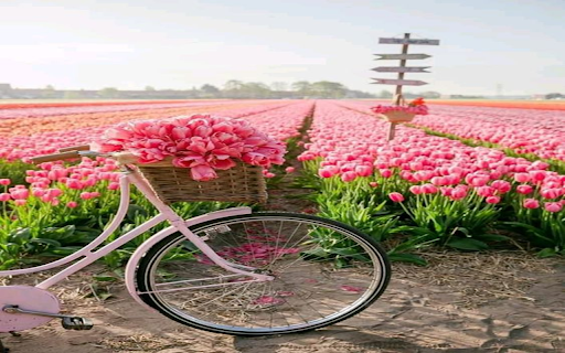 Bicycle in field of pink tulips wallpaper from Chrome web store to be run with OffiDocs Chromium online Bicycle in field of pink tulips wallpaper from Chrome web store to be run with OffiDocs Chromium online