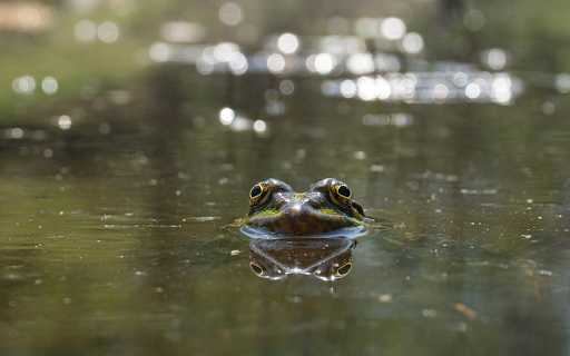 Big Eyed Frog from Chrome web store to be run with OffiDocs Chromium online Big Eyed Frog from Chrome web store to be run with OffiDocs Chromium online