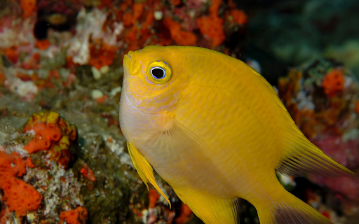 Big Eyed Goldfish from Chrome web store to be run with OffiDocs Chromium online Big Eyed Goldfish from Chrome web store to be run with OffiDocs Chromium online