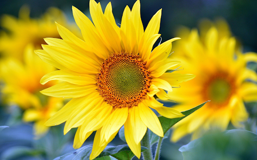 Big sunflower from Chrome web store to be run with OffiDocs Chromium online Big sunflower from Chrome web store to be run with OffiDocs Chromium online
