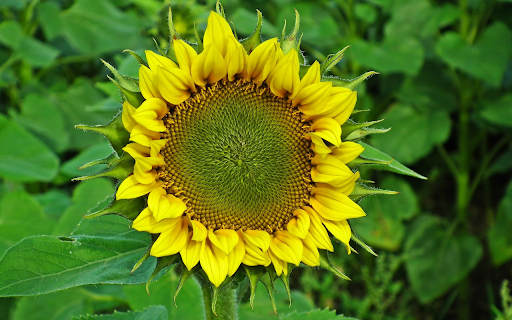 big yellow flower from Chrome web store to be run with OffiDocs Chromium online big yellow flower from Chrome web store to be run with OffiDocs Chromium online