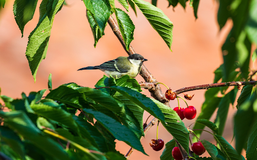 Bird Eating Red Fruit from Chrome web store to be run with OffiDocs Chromium online Bird Eating Red Fruit from Chrome web store to be run with OffiDocs Chromium online