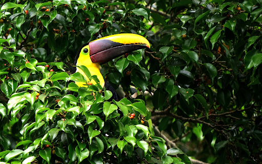 Bird in the grove from Chrome web store to be run with OffiDocs Chromium online Bird in the grove from Chrome web store to be run with OffiDocs Chromium online