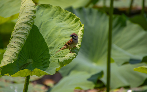 Bird on lotus leaf from Chrome web store to be run with OffiDocs Chromium online Bird on lotus leaf from Chrome web store to be run with OffiDocs Chromium online