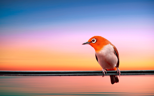Bird on the wire from Chrome web store to be run with OffiDocs Chromium online Bird on the wire from Chrome web store to be run with OffiDocs Chromium online