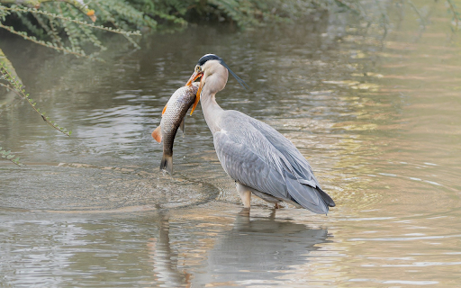 Birds catch fish from Chrome web store to be run with OffiDocs Chromium online Birds catch fish from Chrome web store to be run with OffiDocs Chromium online