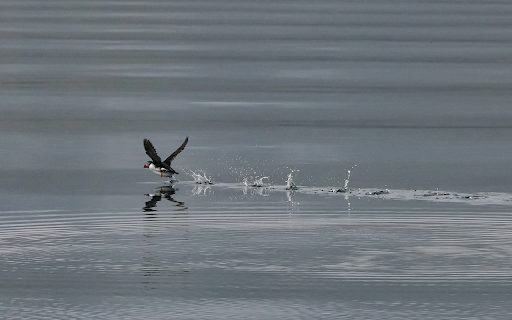 Birds fly over the water from Chrome web store to be run with OffiDocs Chromium online Birds fly over the water from Chrome web store to be run with OffiDocs Chromium online