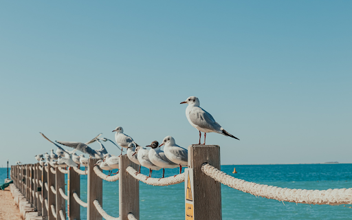 Birds on the railing from Chrome web store to be run with OffiDocs Chromium online Birds on the railing from Chrome web store to be run with OffiDocs Chromium online