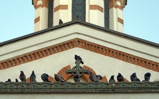 Birds on the Roof from Chrome web store to be run with OffiDocs Chromium online Birds on the Roof from Chrome web store to be run with OffiDocs Chromium online