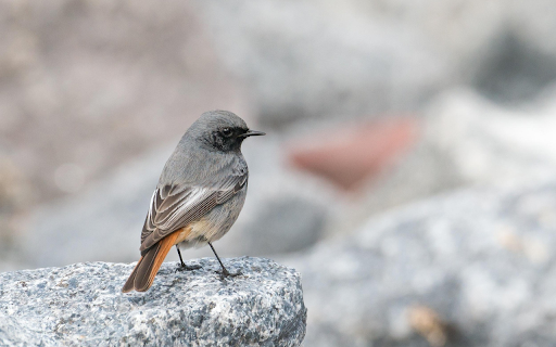 Birds perch on rocks from Chrome web store to be run with OffiDocs Chromium online Birds perch on rocks from Chrome web store to be run with OffiDocs Chromium online