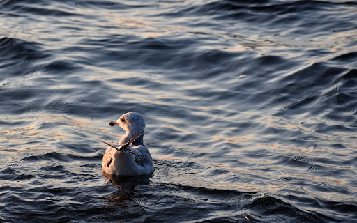 Birds swimming in the sea from Chrome web store to be run with OffiDocs Chromium online Birds swimming in the sea from Chrome web store to be run with OffiDocs Chromium online