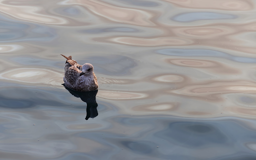 Birds swim on the sea surface from Chrome web store to be run with OffiDocs Chromium online Birds swim on the sea surface from Chrome web store to be run with OffiDocs Chromium online