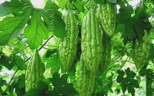 bitter melon wallpaper from Chrome web store to be run with OffiDocs Chromium online bitter melon wallpaper from Chrome web store to be run with OffiDocs Chromium online