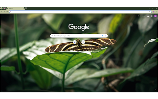 Black and White Butterfly on Green Leaf from Chrome web store to be run with OffiDocs Chromium online Black and White Butterfly on Green Leaf from Chrome web store to be run with OffiDocs Chromium online