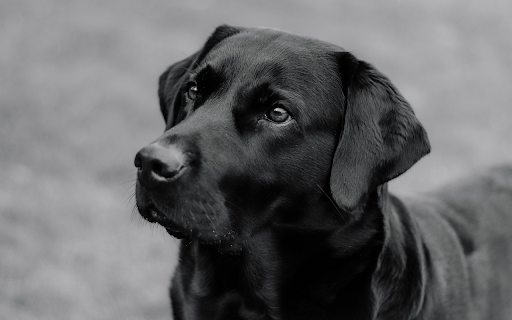Black dog from Chrome web store to be run with OffiDocs Chromium online Black dog from Chrome web store to be run with OffiDocs Chromium online