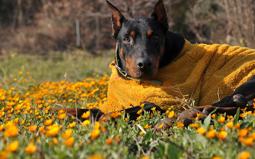 Black Dog and Yellow Coat from Chrome web store to be run with OffiDocs Chromium online Black Dog and Yellow Coat from Chrome web store to be run with OffiDocs Chromium online