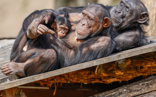 Black Monkey Family from Chrome web store to be run with OffiDocs Chromium online Black Monkey Family from Chrome web store to be run with OffiDocs Chromium online