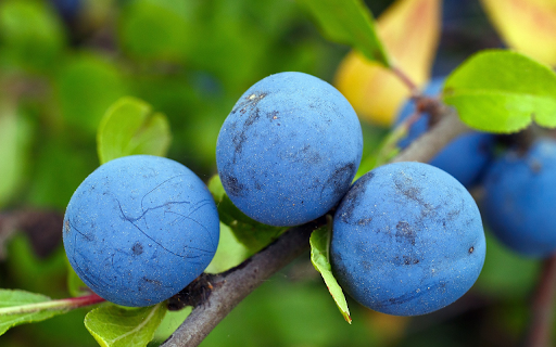 Black plum from Chrome web store to be run with OffiDocs Chromium online Black plum from Chrome web store to be run with OffiDocs Chromium online