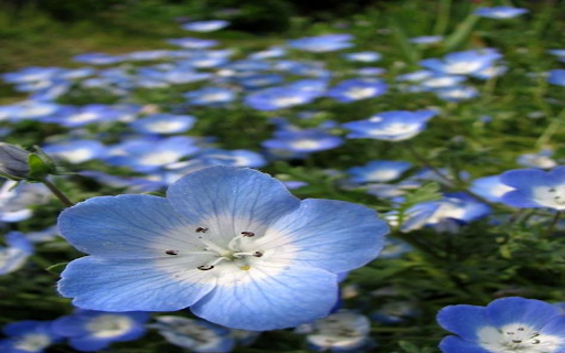 Blue baby flower wallpaper from Chrome web store to be run with OffiDocs Chromium online Blue baby flower wallpaper from Chrome web store to be run with OffiDocs Chromium online