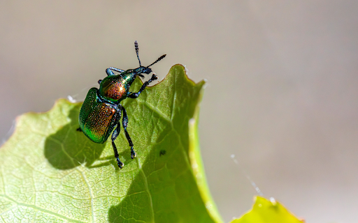 Blue Beetle from Chrome web store to be run with OffiDocs Chromium online Blue Beetle from Chrome web store to be run with OffiDocs Chromium online
