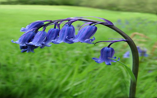 Bluebell flower wallpaper from Chrome web store to be run with OffiDocs Chromium online Bluebell flower wallpaper from Chrome web store to be run with OffiDocs Chromium online