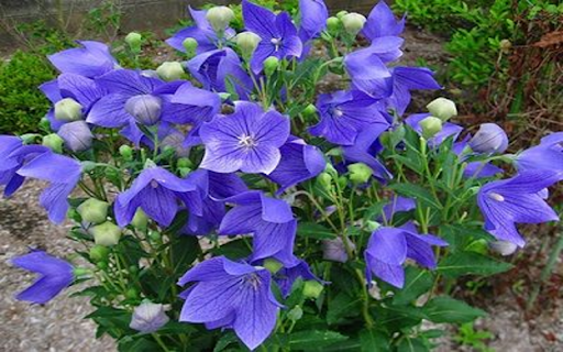 Bluebell Wallpaper from Chrome web store to be run with OffiDocs Chromium online Bluebell Wallpaper from Chrome web store to be run with OffiDocs Chromium online
