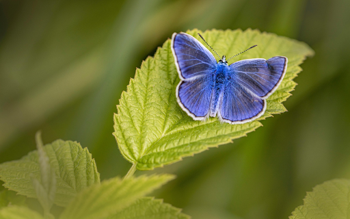 Blue Butterfly on Leaf from Chrome web store to be run with OffiDocs Chromium online Blue Butterfly on Leaf from Chrome web store to be run with OffiDocs Chromium online