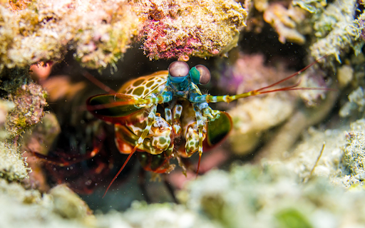 Blue eyed shrimp from Chrome web store to be run with OffiDocs Chromium online Blue eyed shrimp from Chrome web store to be run with OffiDocs Chromium online