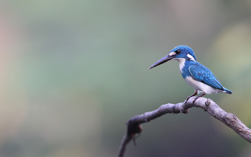 blue kingfisher from Chrome web store to be run with OffiDocs Chromium online blue kingfisher from Chrome web store to be run with OffiDocs Chromium online