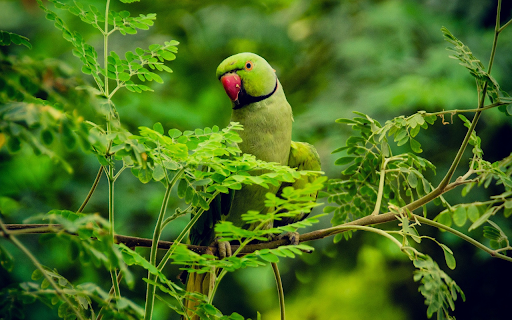 Blue parrot with red beak from Chrome web store to be run with OffiDocs Chromium online Blue parrot with red beak from Chrome web store to be run with OffiDocs Chromium online
