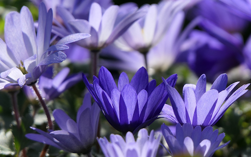 Blue Petals from Chrome web store to be run with OffiDocs Chromium online Blue Petals from Chrome web store to be run with OffiDocs Chromium online