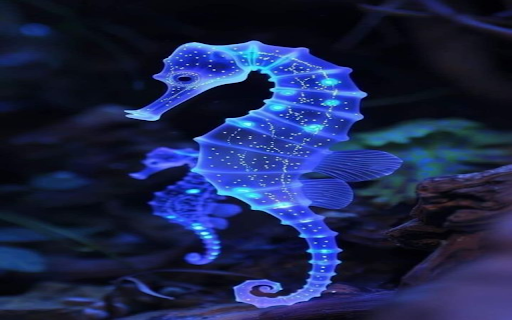 Blue seahorse wallpaper from Chrome web store to be run with OffiDocs Chromium online Blue seahorse wallpaper from Chrome web store to be run with OffiDocs Chromium online