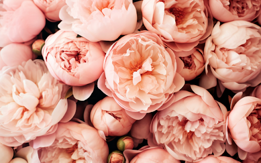 Blush Blooms, Petals Softly Swirl from Chrome web store to be run with OffiDocs Chromium online Blush Blooms, Petals Softly Swirl from Chrome web store to be run with OffiDocs Chromium online