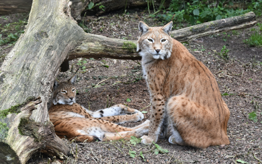Bobcat from Chrome web store to be run with OffiDocs Chromium online Bobcat from Chrome web store to be run with OffiDocs Chromium online