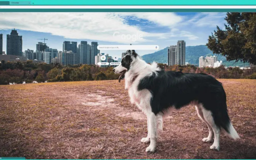 Border Collie OLan from Chrome web store to be run with OffiDocs Chromium online Border Collie OLan from Chrome web store to be run with OffiDocs Chromium online