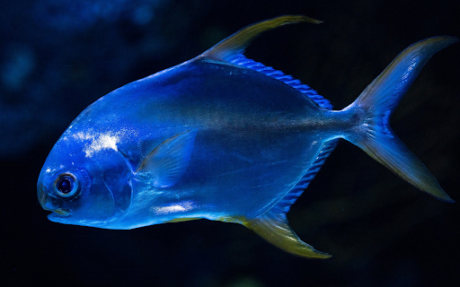 Bright colored fish from Chrome web store to be run with OffiDocs Chromium online Bright colored fish from Chrome web store to be run with OffiDocs Chromium online