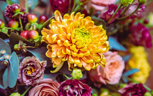 Bright daisies with other flowers in the background from Chrome web store to be run with OffiDocs Chromium online Bright daisies with other flowers in the background from Chrome web store to be run with OffiDocs Chromium online