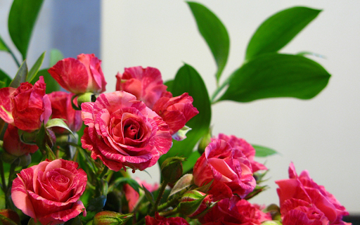 Bright rose bouquet from Chrome web store to be run with OffiDocs Chromium online Bright rose bouquet from Chrome web store to be run with OffiDocs Chromium online