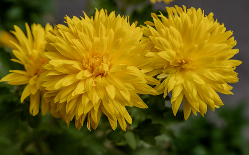 Bright yellow chrysanthemum flowers from Chrome web store to be run with OffiDocs Chromium online Bright yellow chrysanthemum flowers from Chrome web store to be run with OffiDocs Chromium online