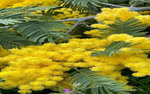 Bright yellow flower wallpaper from Chrome web store to be run with OffiDocs Chromium online Bright yellow flower wallpaper from Chrome web store to be run with OffiDocs Chromium online