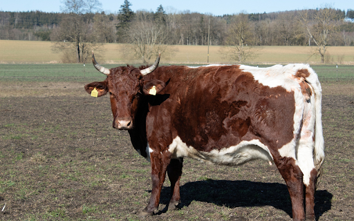 Brown and White Cow from Chrome web store to be run with OffiDocs Chromium online Brown and White Cow from Chrome web store to be run with OffiDocs Chromium online