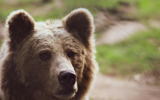 Brown Bear from Chrome web store to be run with OffiDocs Chromium online Brown Bear from Chrome web store to be run with OffiDocs Chromium online