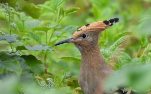 brown bird and feathered crest from Chrome web store to be run with OffiDocs Chromium online brown bird and feathered crest from Chrome web store to be run with OffiDocs Chromium online