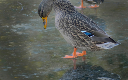 Brown ducks from Chrome web store to be run with OffiDocs Chromium online Brown ducks from Chrome web store to be run with OffiDocs Chromium online
