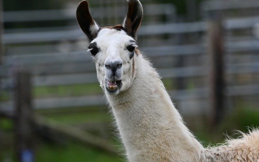 Brown eared camel from Chrome web store to be run with OffiDocs Chromium online Brown eared camel from Chrome web store to be run with OffiDocs Chromium online