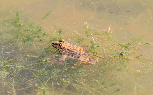 Brown frog on the moss from Chrome web store to be run with OffiDocs Chromium online Brown frog on the moss from Chrome web store to be run with OffiDocs Chromium online