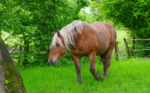 Brown horse with white mane from Chrome web store to be run with OffiDocs Chromium online Brown horse with white mane from Chrome web store to be run with OffiDocs Chromium online