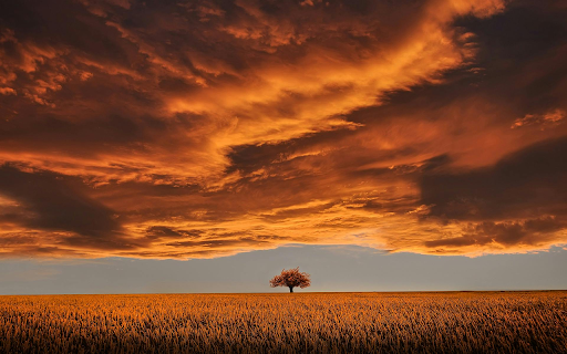 Brown Leafed Tree on Open Field Under White Clouds and Blue Sky from Chrome web store to be run with OffiDocs Chromium online Brown Leafed Tree on Open Field Under White Clouds and Blue Sky from Chrome web store to be run with OffiDocs Chromium online